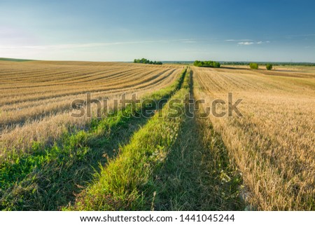Dirt road through hilly stubble fields. Staw, Poland
