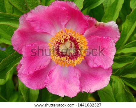 Peony flower closeup raw natural in spring