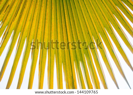 Withered leaves of palm tree isolated on white background