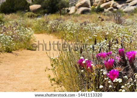 wildflowers in Joshua tree National park California,USA.