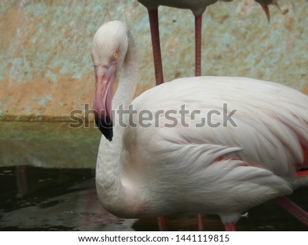 Solo Flamingo closeup in detailed view , pink Flamingo resting in water with one leg in detailed view in port lite in forest. Amazing view of the bird sitting in water 