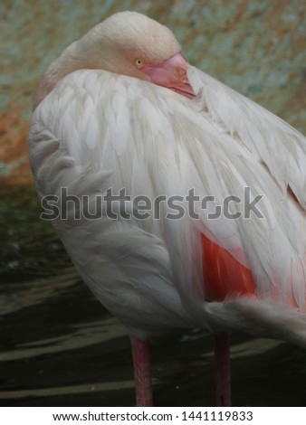 Solo Flamingo closeup in detailed view , pink Flamingo resting in water with one leg in detailed view in port lite in forest. Amazing view of the bird sitting in water 