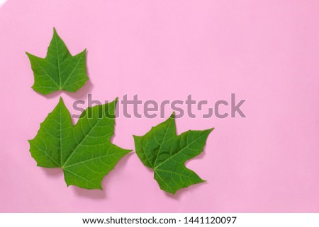 green leaves on pink background, top view, background concept.
