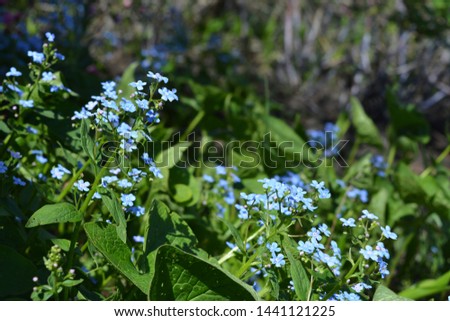Blue flowers of brunnera grow and bloom in spring garden. 