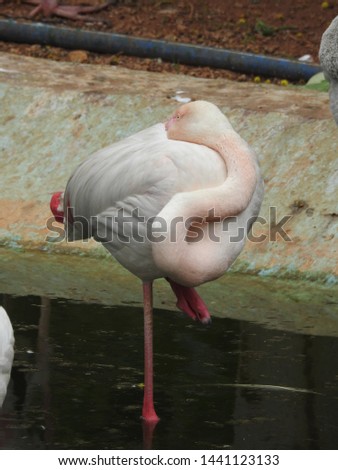 Solo Flamingo closeup in detailed view , pink Flamingo resting in water with one leg in detailed view in port lite in forest. Amazing view of the bird sitting in water