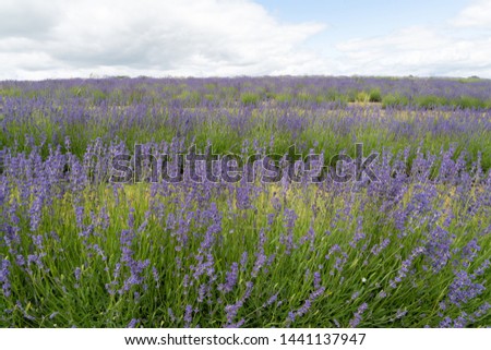 a view of english lavender farm
