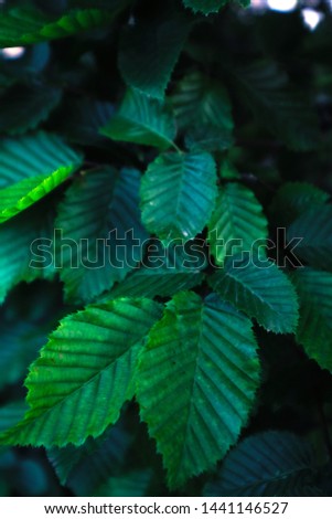 the dark green leaves of the Bush