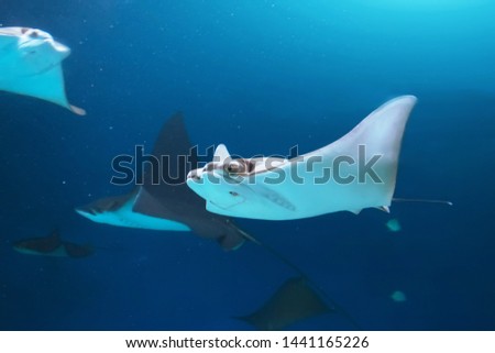 Flock of stingrays are swimming on the blue sea