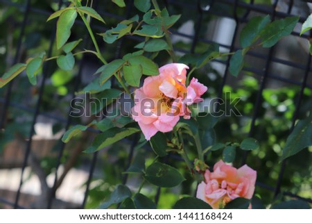 Flower hanging on a fence Royalty-Free Stock Photo #1441168424
