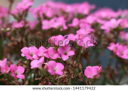 Pink flowers on the sidewalk Royalty-Free Stock Photo #1441179422