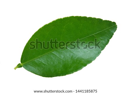 green​ leaves, lime​ leaves isolated​  on​ white​ background.
