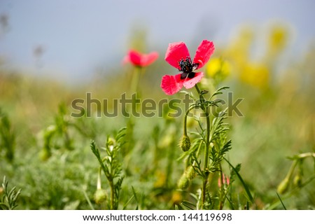 Poppy flower close up