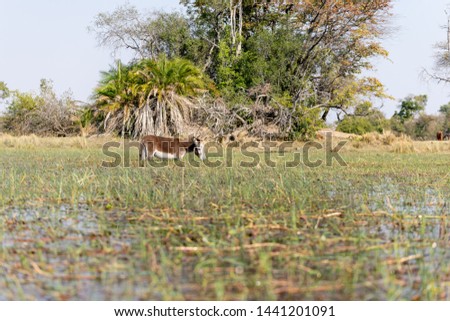 Mule grasing in the okawango delta in Botswana in Africa