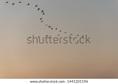 African sacred Ibis flying by in the okawango delta