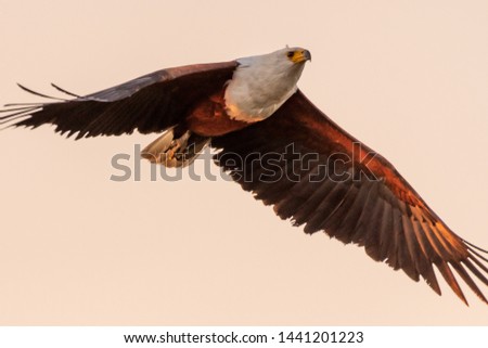 Big african fish eagle in the okawango delta of Botswana in Africa