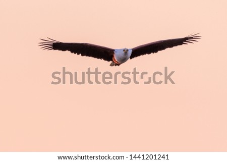 Big african fish eagle in the okawango delta of Botswana in Africa