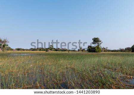 Area of the okawango delta at Nxamaseri in Botswana in Afrika