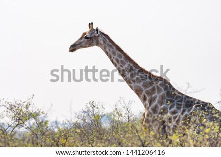 Giraffe in the svanna of the caprivi strip in Namibia, Africa
