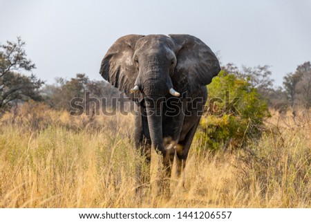 Elephants in the savanna of the caprivi strip in Namibia, Africa