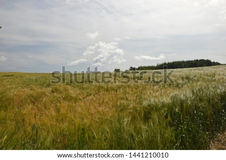 cornfield in the summertime on the Höri