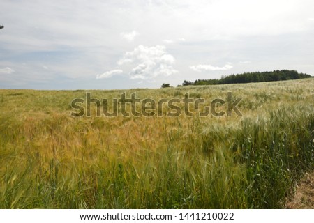 cornfield in the summertime on the Höri