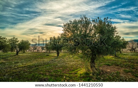 Picture on an olive trees and almond trees field during a sunny sunset in Spain - Image