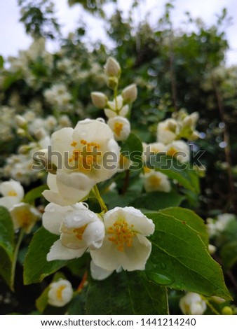 White jasmine flowers among green leaves with raindrops on them in summer in sunny weather