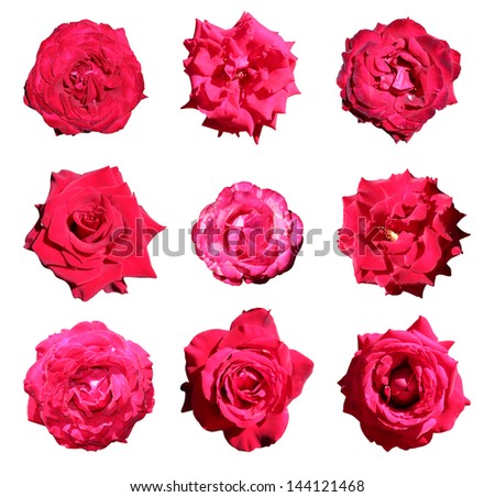 set of 9 beautiful red roses Royalty-Free Stock Photo #144121468