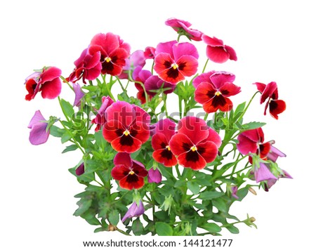 beautiful red pansy flowers on white background Royalty-Free Stock Photo #144121477