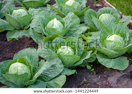Cabbage grows on a bed in the garden Royalty-Free Stock Photo #1441224449
