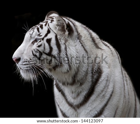 Side face portrait of a white bengal tiger, isolated on black background.