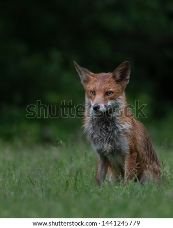 wild red fox on a rainy day