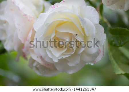 Madame alfred carriere a White climbing Rose trailing over a pagoda in a back garden during the summertime. Royalty-Free Stock Photo #1441263347
