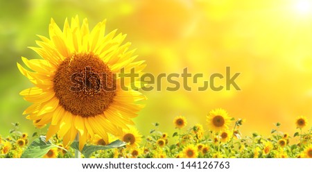 Bright yellow sunflowers and sun Royalty-Free Stock Photo #144126763