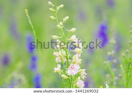 Delphinium flowers in a field soon the be harvested into confetti 