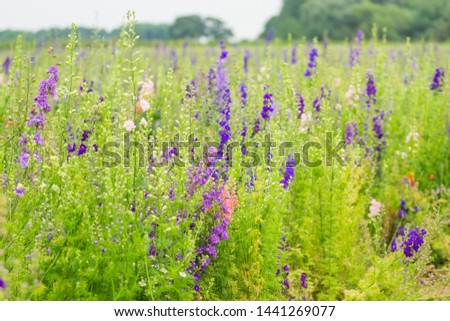 Delphinium flowers in a field soon the be harvested into confetti 
