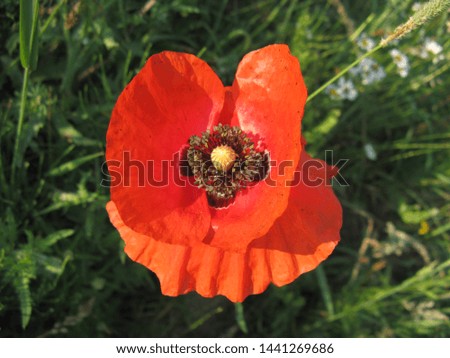 photos of poppies blooming in the field



