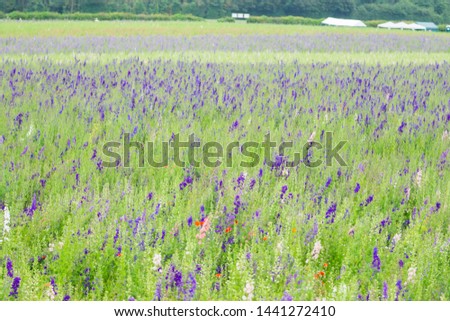 Delphinium flowers in the countryside soon the be harvested into confetti 