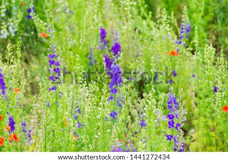 Delphinium flowers in the countryside soon the be harvested into confetti 