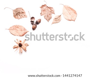 Background creative of yellow dry leaves, acorn, walnut, flowers. concept of autumn. Pastel colors. Top view, flat