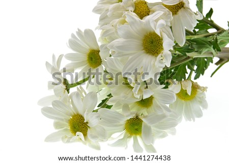 daisies and leaves isolated on white background
