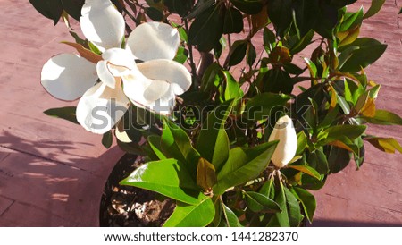 White flower of the Magnolia grandiflora, seen from above and red background