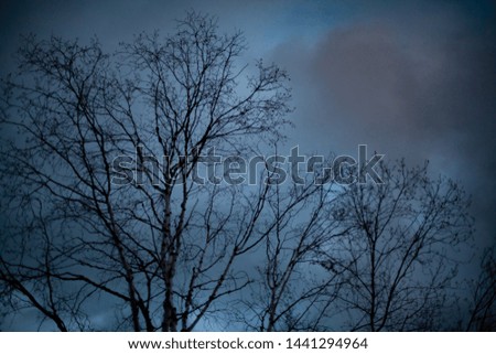 Birch Tree Silhouette at Night