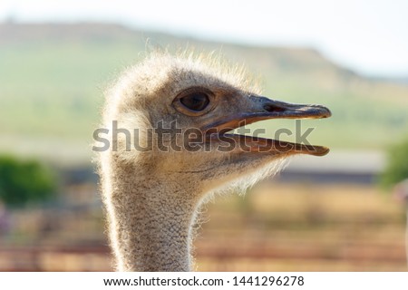 Ostrich head close up on natural background