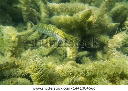 wildlife under water photography, beautiful lake in austria under water photography, under water image wallpaper, amazing lake wildlife