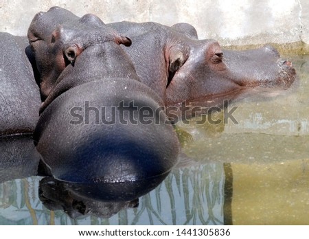 Big hippo at the zoo
