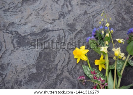 Horizontal image of spring perennial and bulb flowers and leaves on gray stone, with space for text