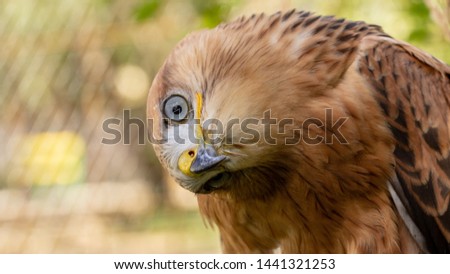 Hawk portrait with selective soft focus, on the background of green nature.