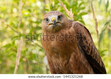 Hawk portrait with selective soft focus, on the background of green nature.