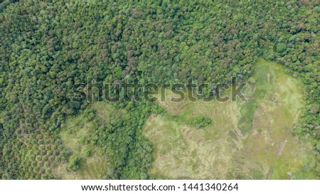 Aerial top view forest, Texture of forest view from above. Borneo Forest. Plantation Forestry, Agroforestry, Afforestration.